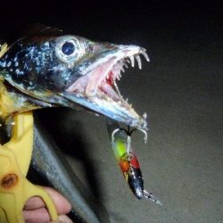 台風後タチウオ調査