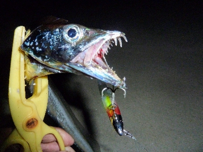 台風後タチウオ調査