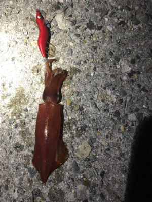 ジギングからのエギング