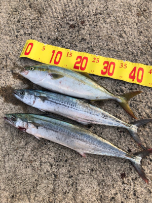 時合いが短かかったです。