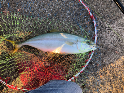 泳がせ、サビキ