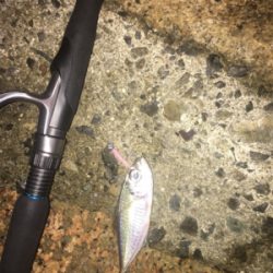 ナイトアジング/高砂エリア