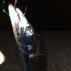 台風後タチウオ調査