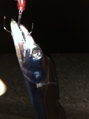 台風後タチウオ調査