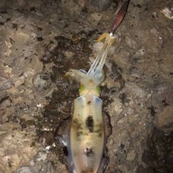 エギロスト頻発後、良型連発!