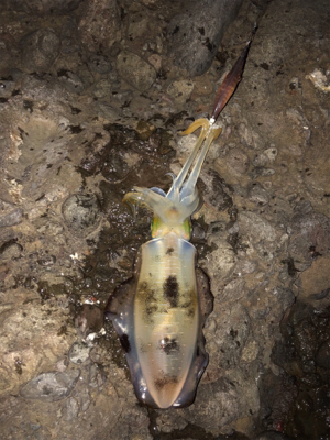 エギロスト頻発後、良型連発!