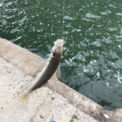 サビキで多魚種