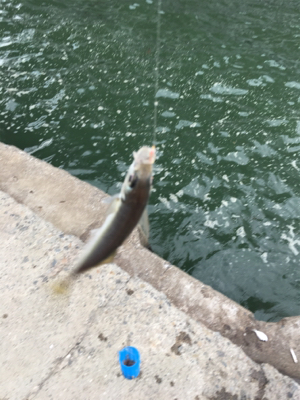 サビキで多魚種