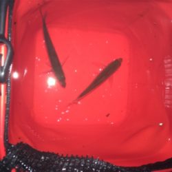 アジ狙い、イカ狙い