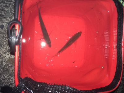 アジ狙い、イカ狙い