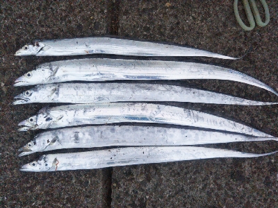 阿南市の椿泊でタチウオ