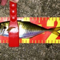 アジンガー1838〜2015