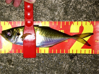 アジンガー1838〜2015