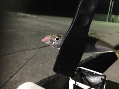 二夜連続アジング