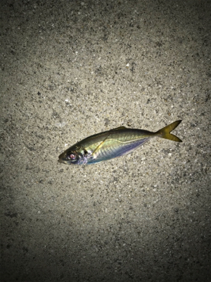 釣友会メンバーと