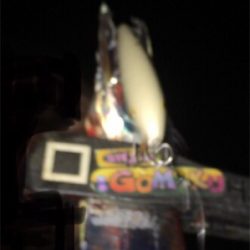 色々釣れてます!