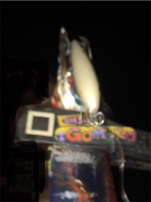 色々釣れてます!