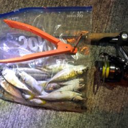 美味しいアジング