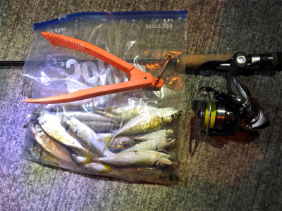 美味しいアジング