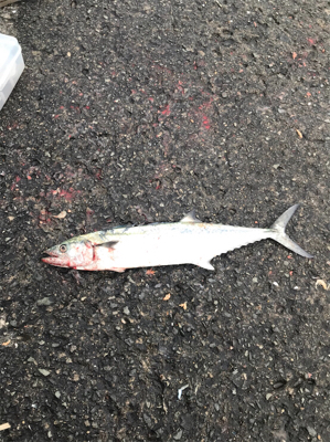 台風後、朝まづめ