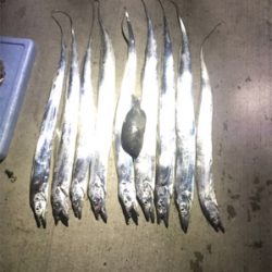 太刀魚釣果