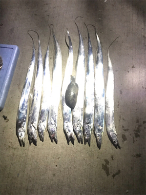 太刀魚釣果