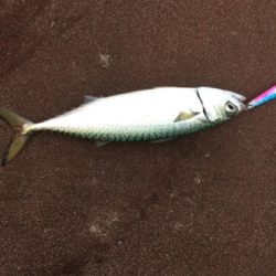 タチウオは何処へ、、、