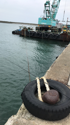 サビキで大漁でした