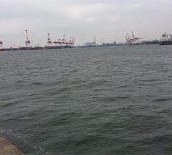 ルアーでは鯖のみ