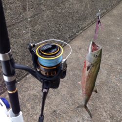 サゴシ45cm,マゴチ52cm、エソ54cm