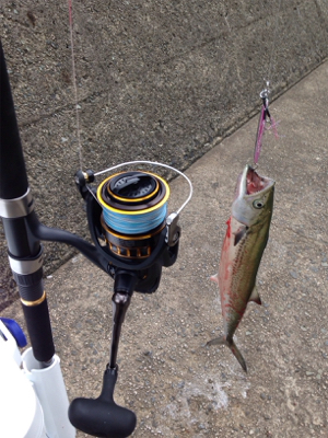 サゴシ45cm,マゴチ52cm、エソ54cm