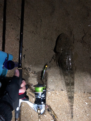 ナイトマゴチング