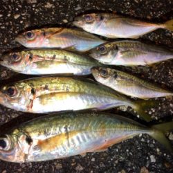 ちょっと良型回遊！