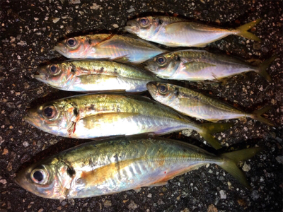 ちょっと良型回遊！