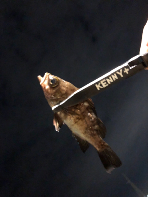 何が釣りたい訳でもなく、釣りがしたいだけ。