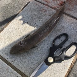 エソ名人リターンズ(´Д` )