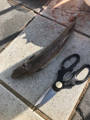 エソ名人リターンズ(´Д` )