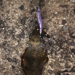 夜中にエギング