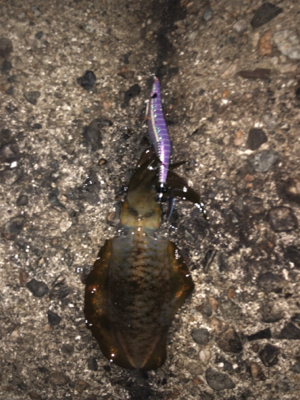 夜中にエギング