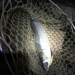 大阪奥湾ワインド スローリトリーブ