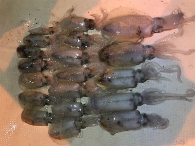 半夜テップラン 連日炸裂