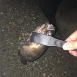 試しにウキ釣り