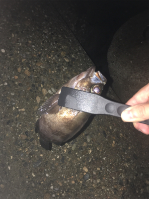 試しにウキ釣り