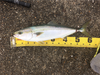 メジロでいーですか？