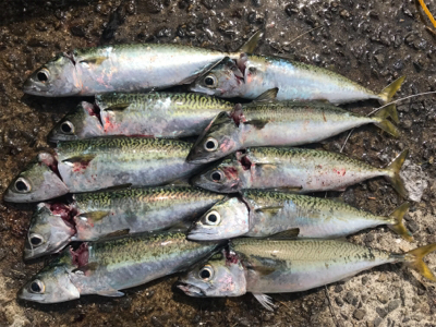 サバサバサバサバサバサバ…