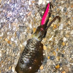 ナイトエギング♪