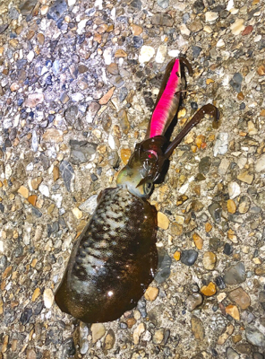 ナイトエギング♪