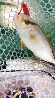 カヤックジギング・エギング