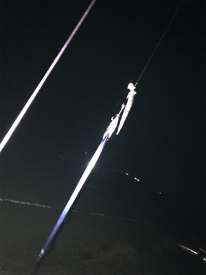 ドジョウテンヤタチウオ