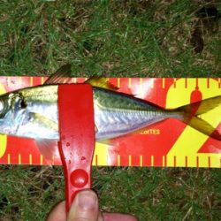 アジンガー1841〜2036